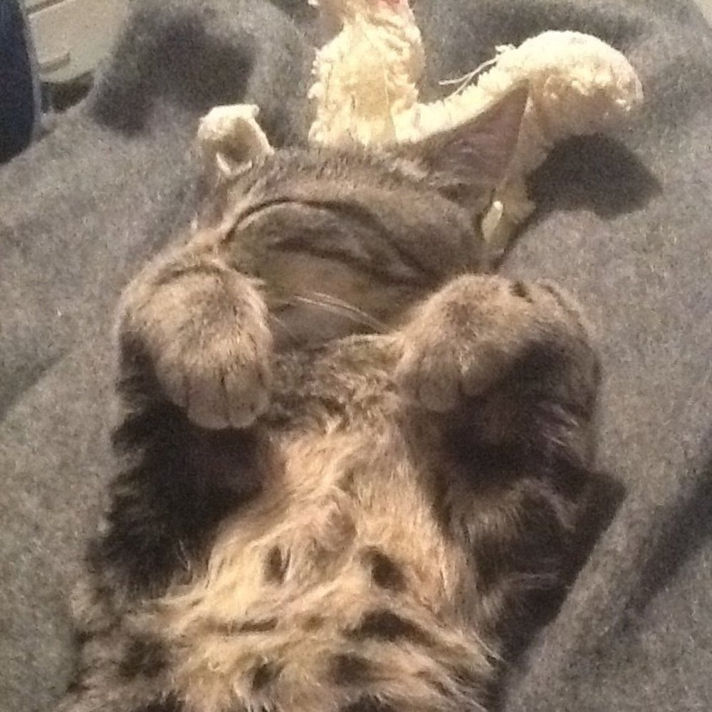 Meet your Posher, Autumn